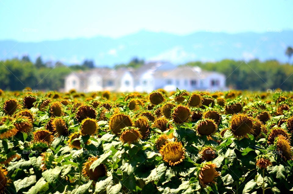 Sunflower Fields 🌻