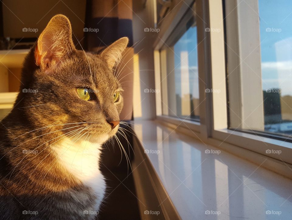 Cat Looking Into Sunset