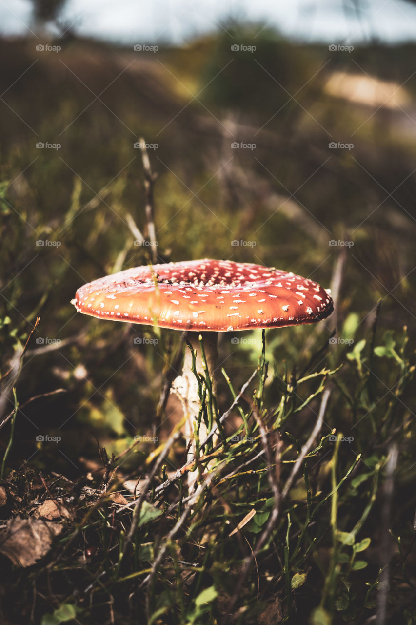Mushroom