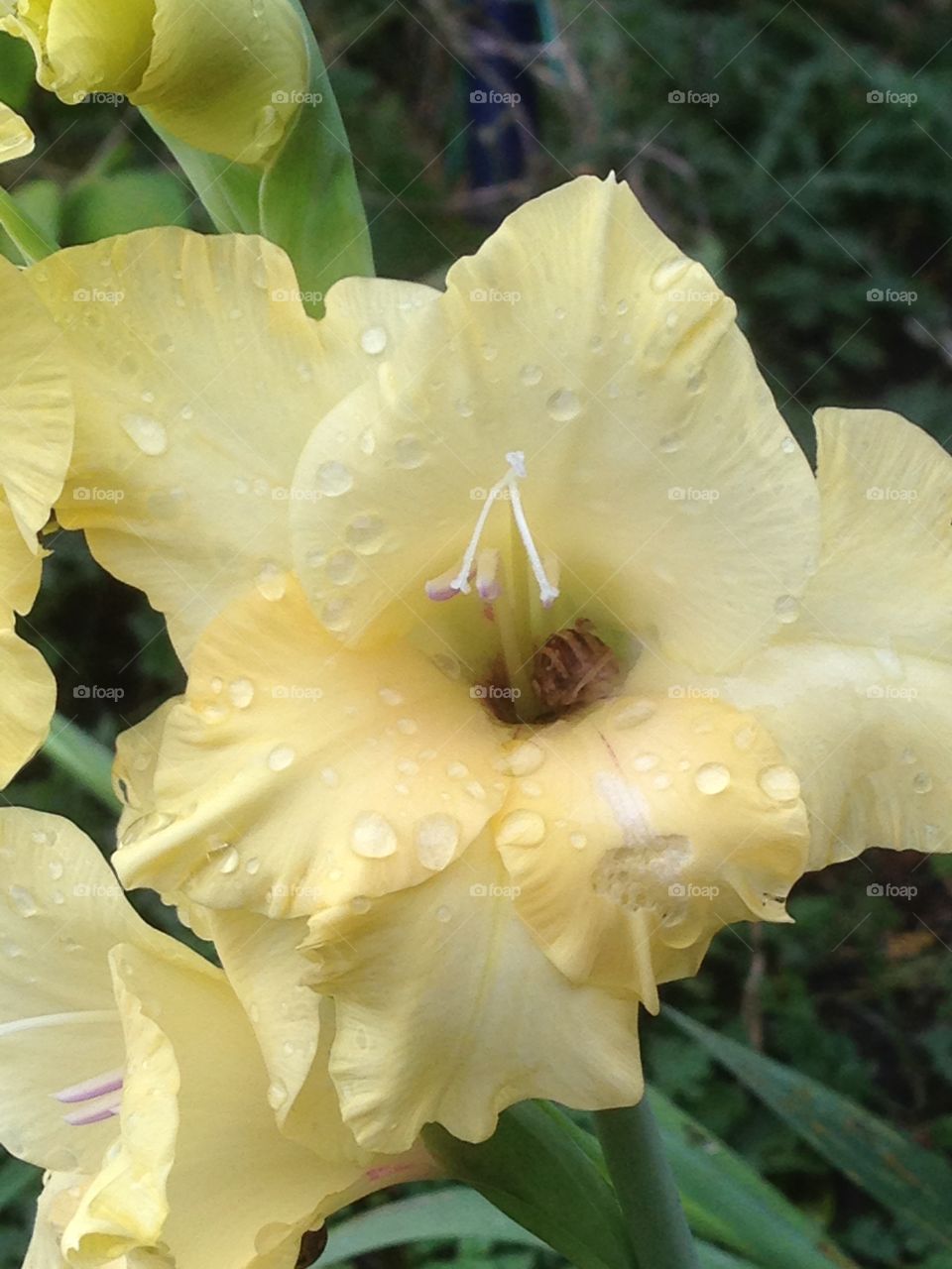 Yellow Gladiolo with raindrops