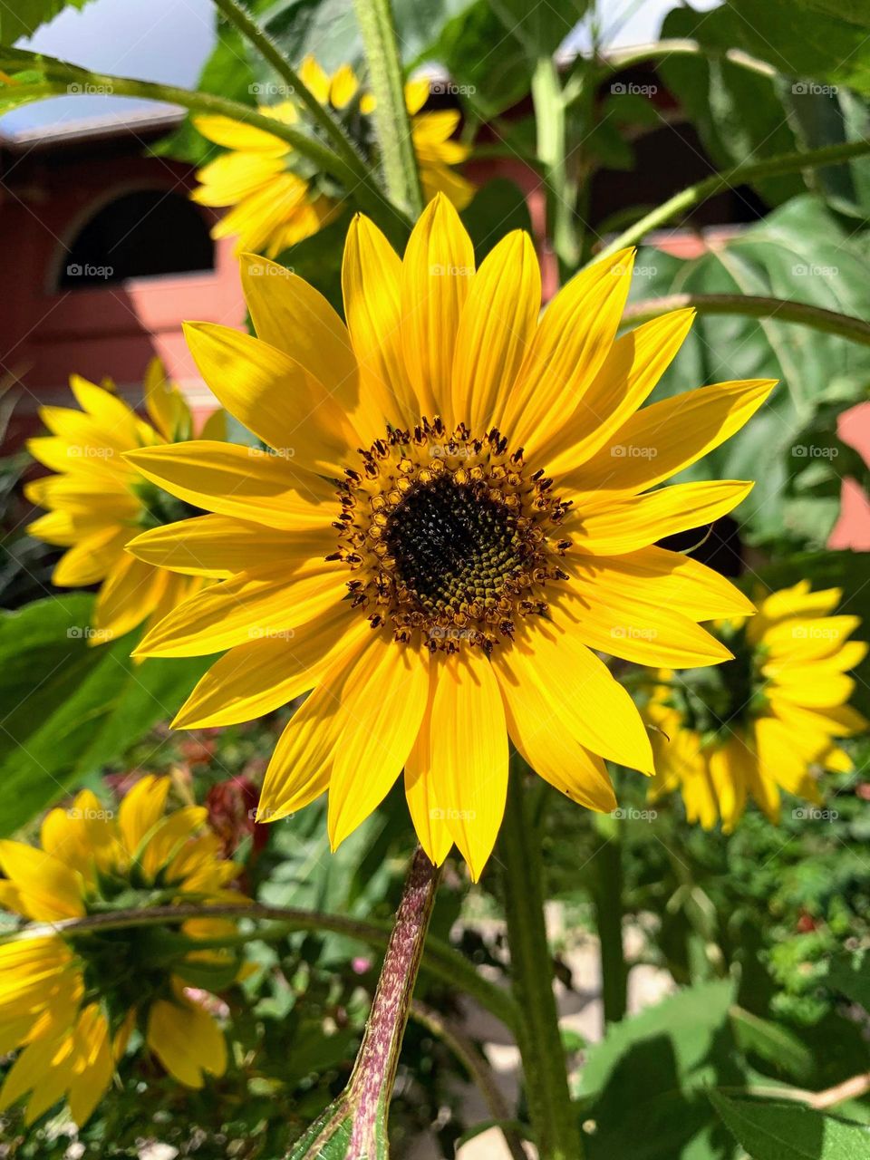 Sunflowers