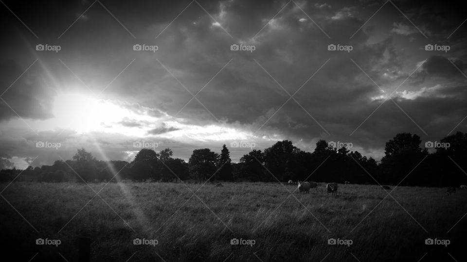 Cows on a field summertime black and white photo