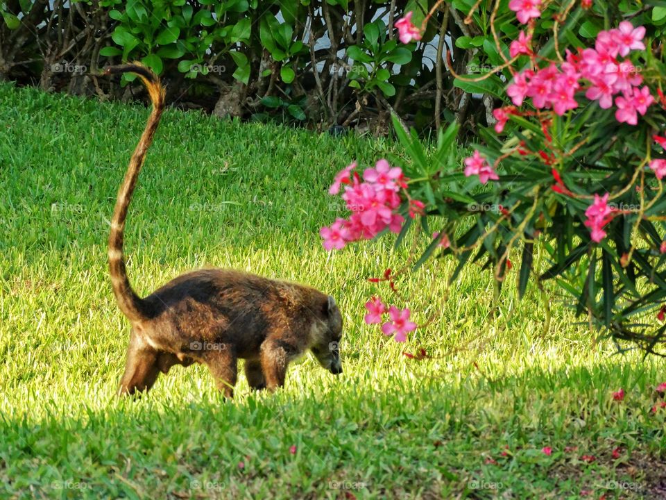 Coati In Mexico