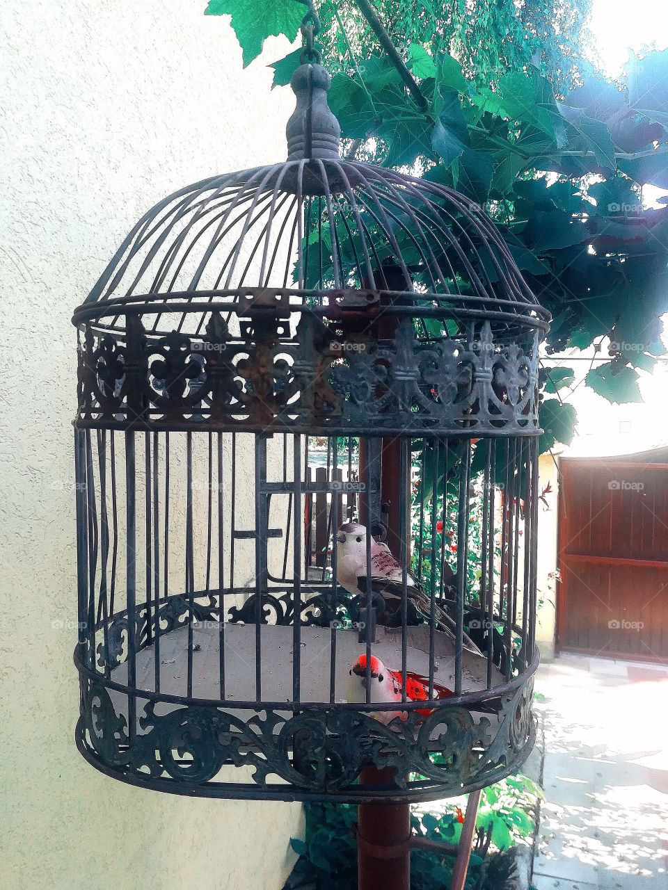 Bird cage