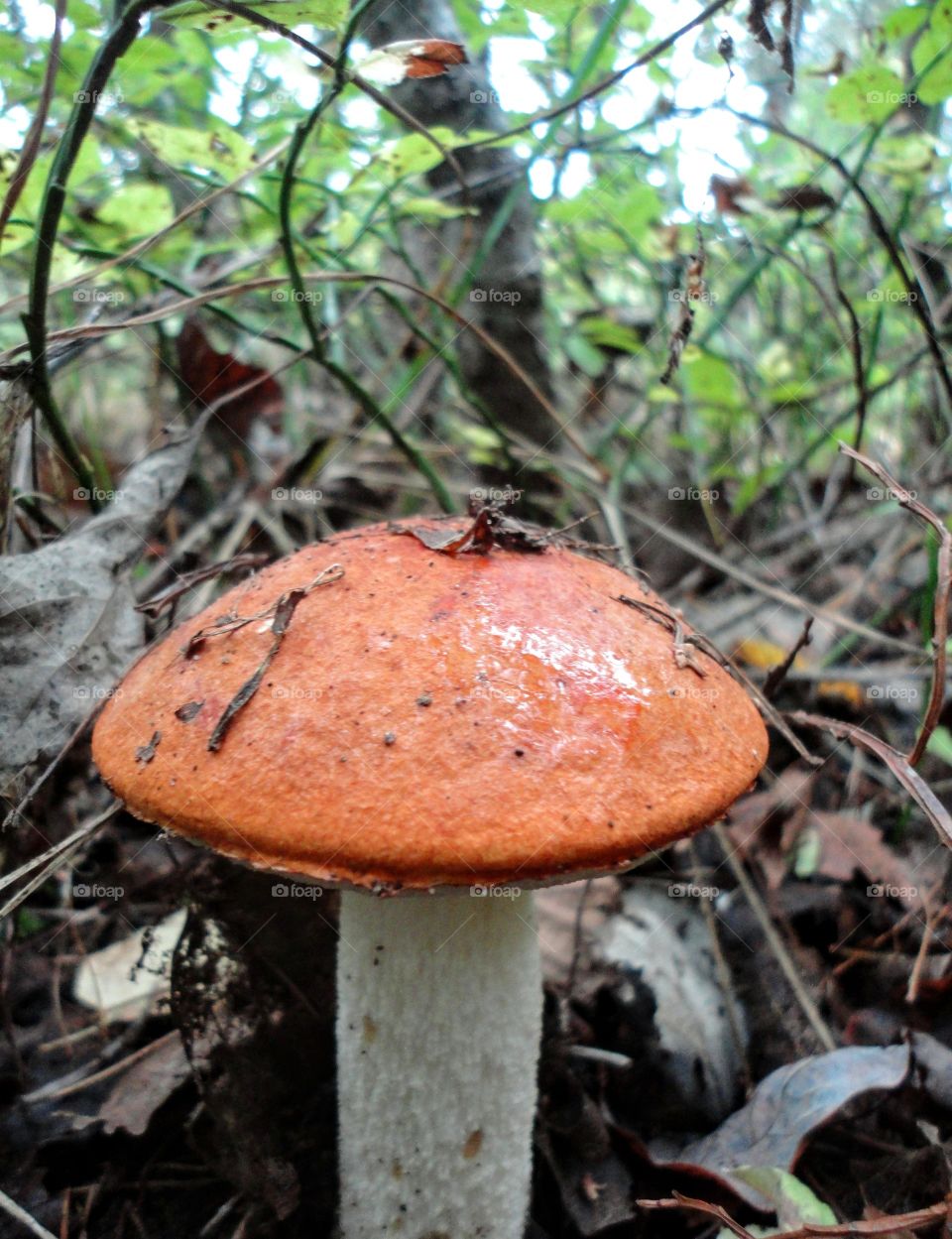 orange cap boletus mushroom growing in the forest