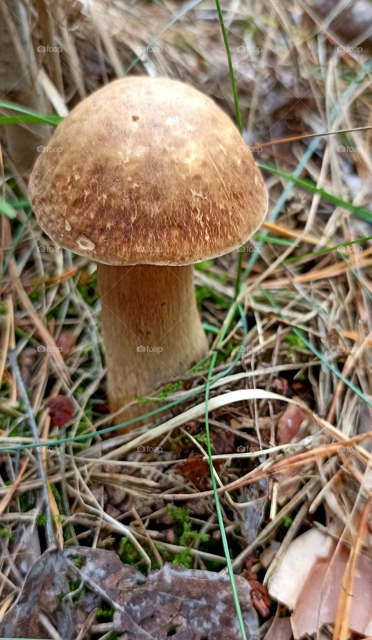 magic mushrooms beautiful texture close up