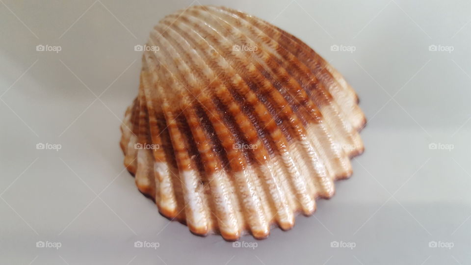 shell
