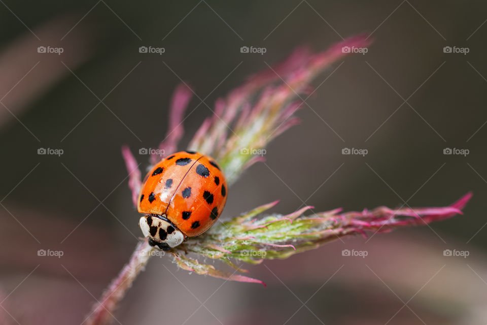 A ladybug on a Japanese maple leaf.