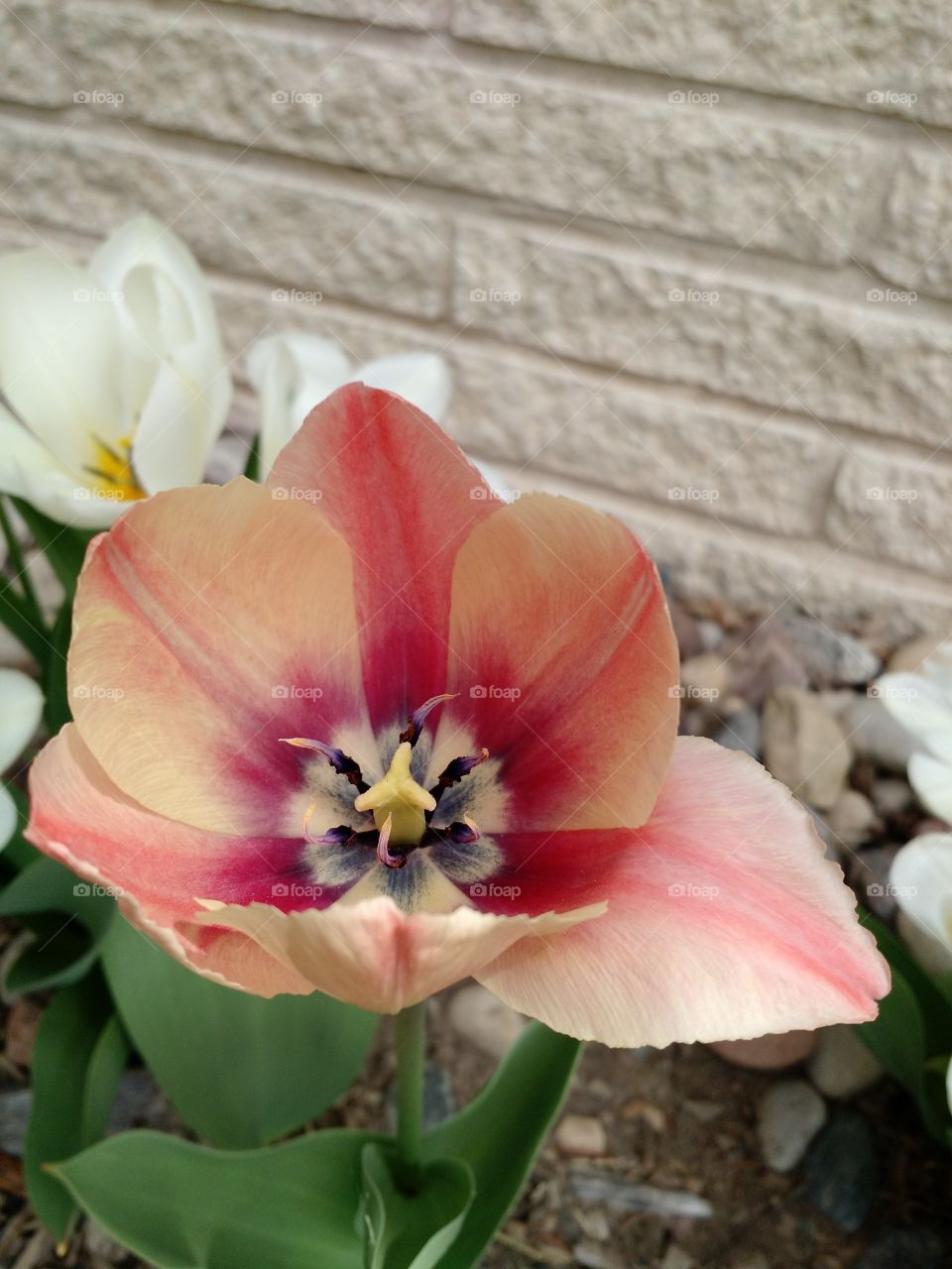 tulip