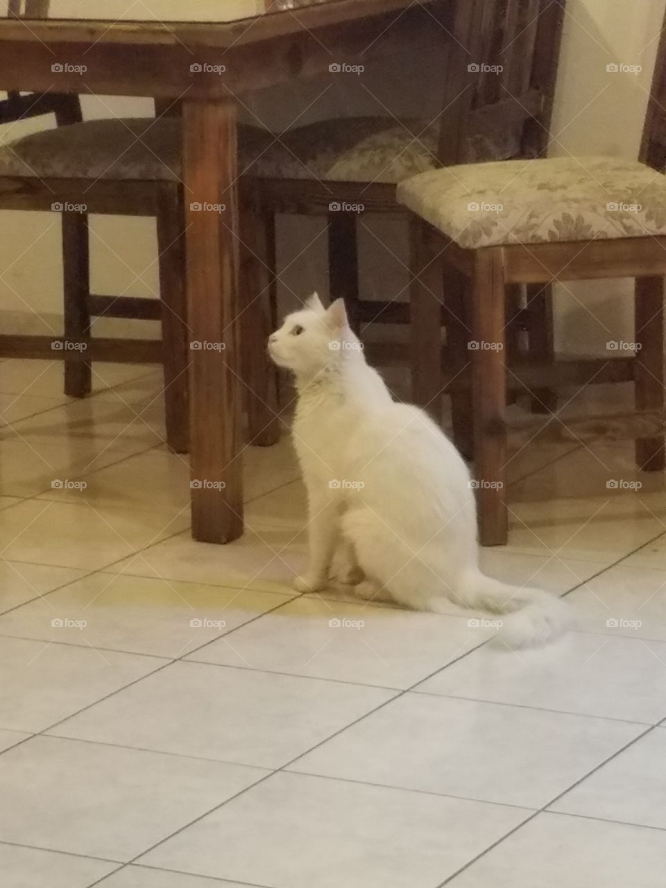 a white cat begging for food inside a restaraunt in old town antalya turkey