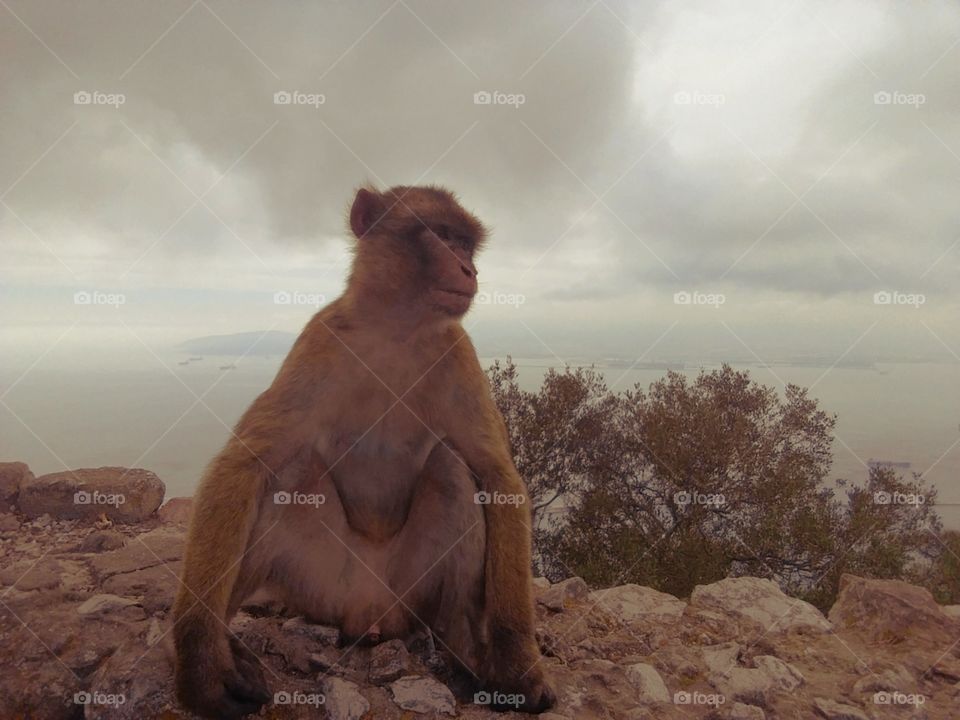 Monkey on the mountain