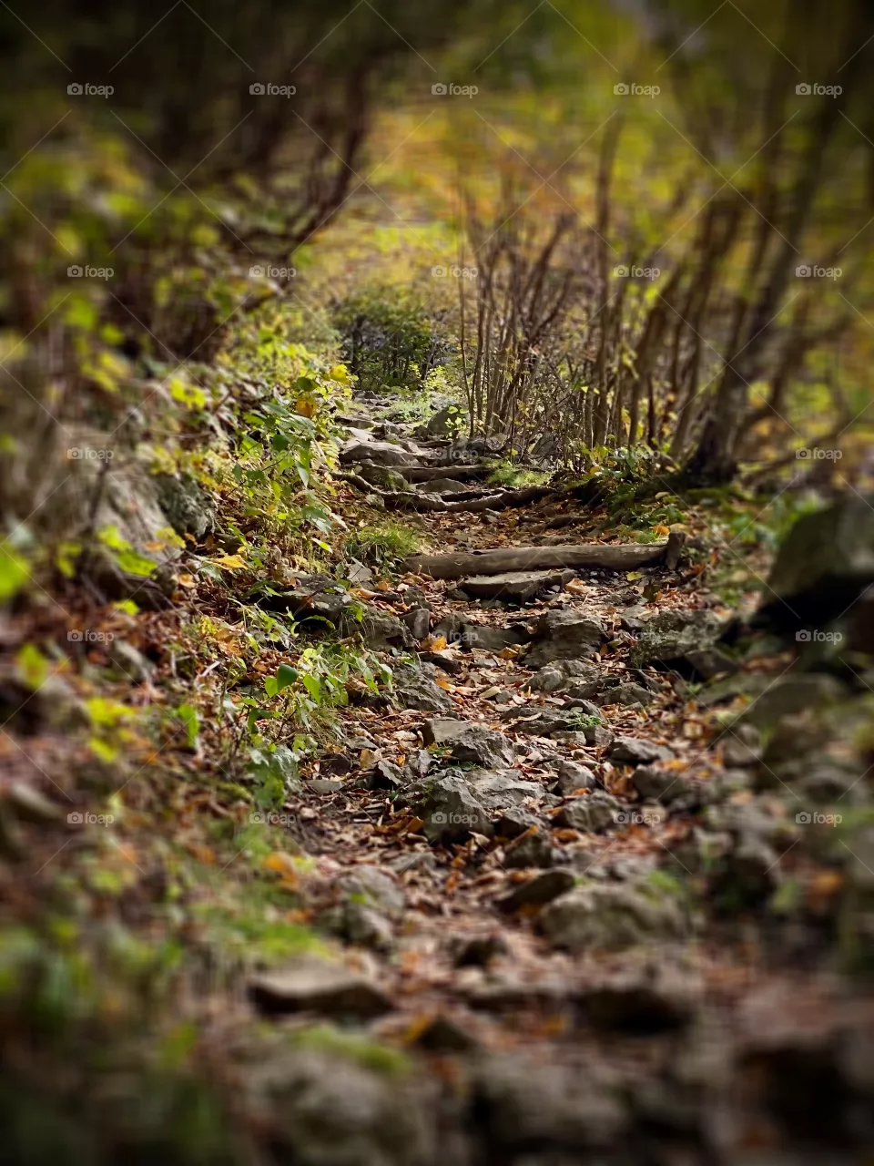 Hidden trail