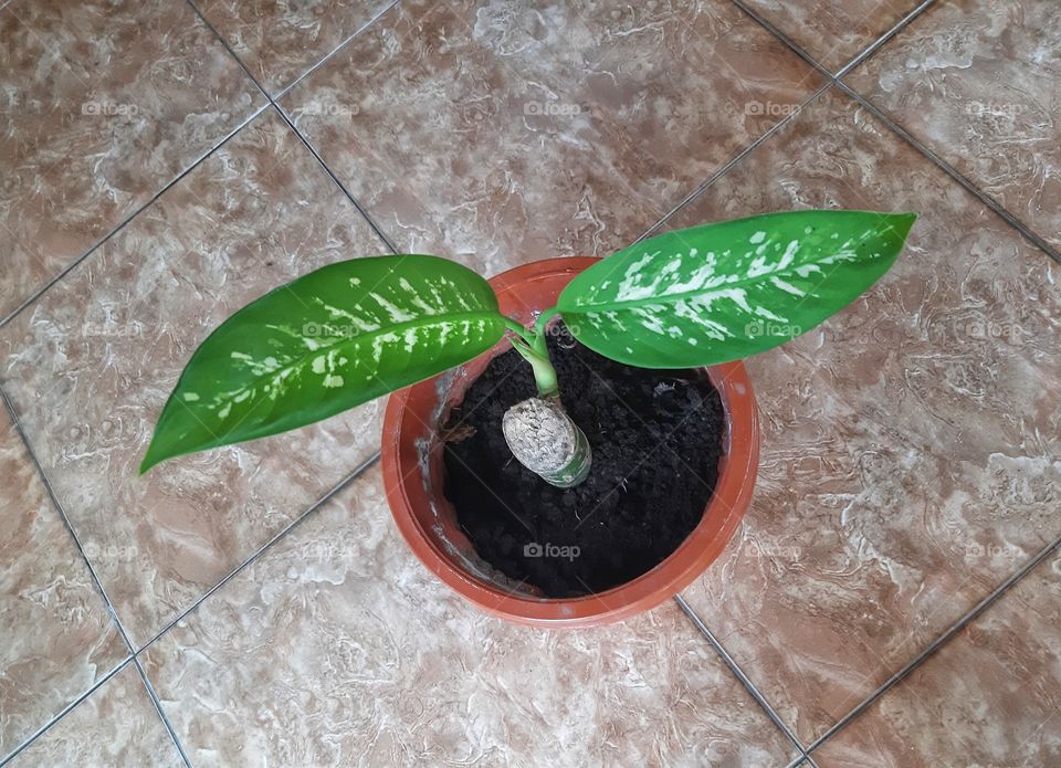 A plant and its two leaves are planted in the brown pot