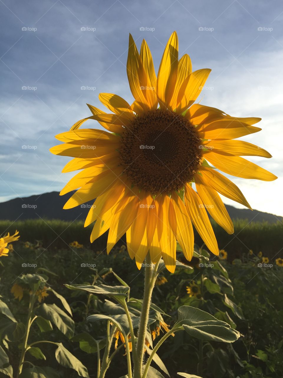 Sunflower Afternoon