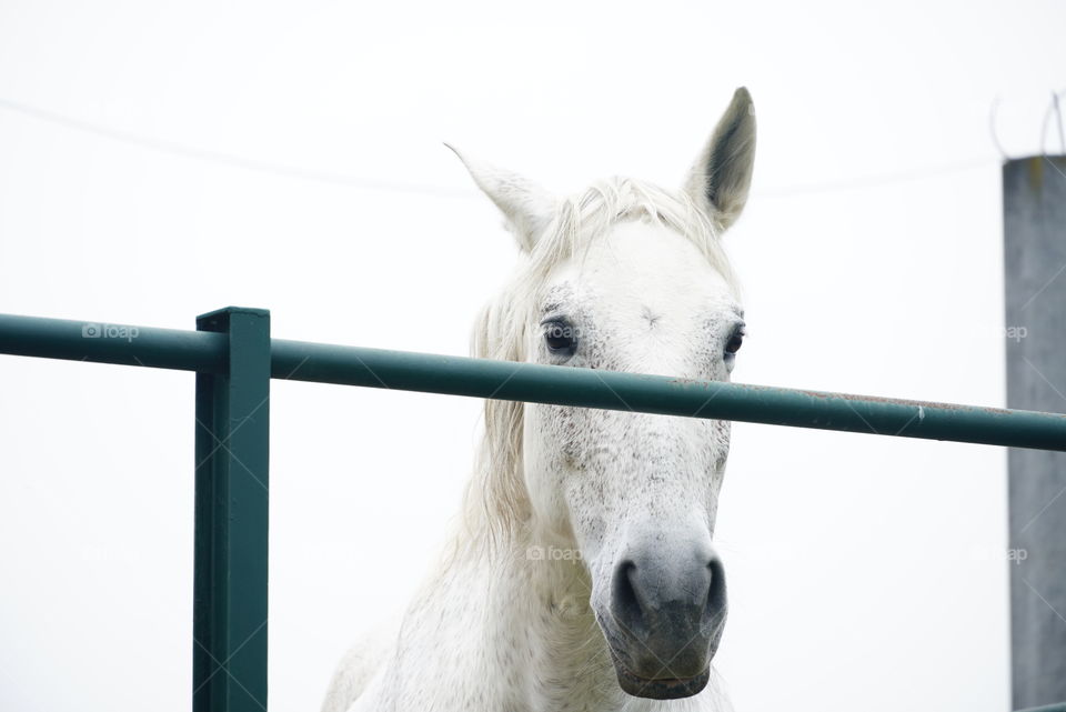 White horse is looking in your eyes 