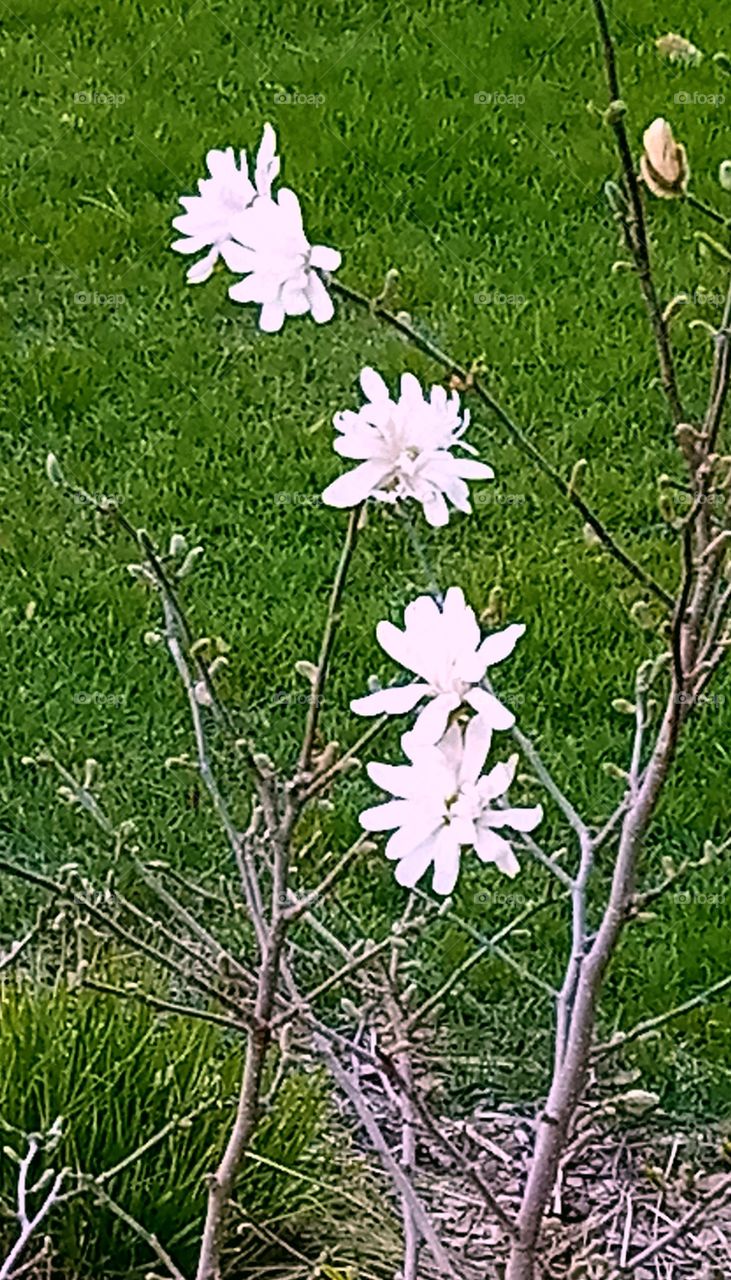 some white flowers in full bloom reflecting the spring sun