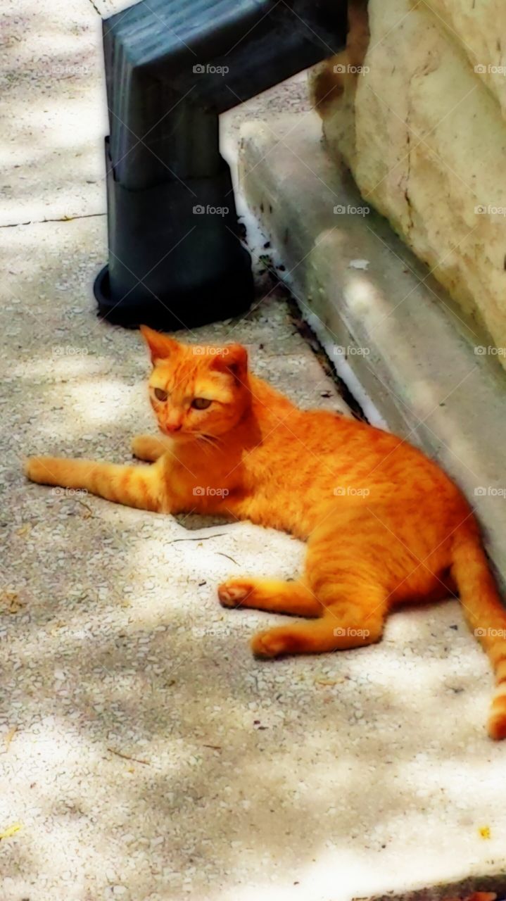 orange cat relaxing. This was a stray cat outside of the Botanical Gardens.