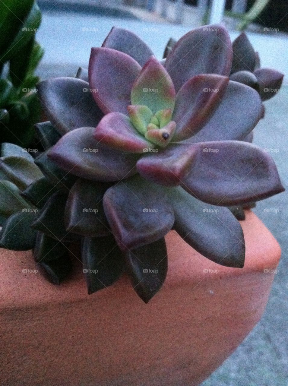 Succulent . Red and green succulent in my garden 