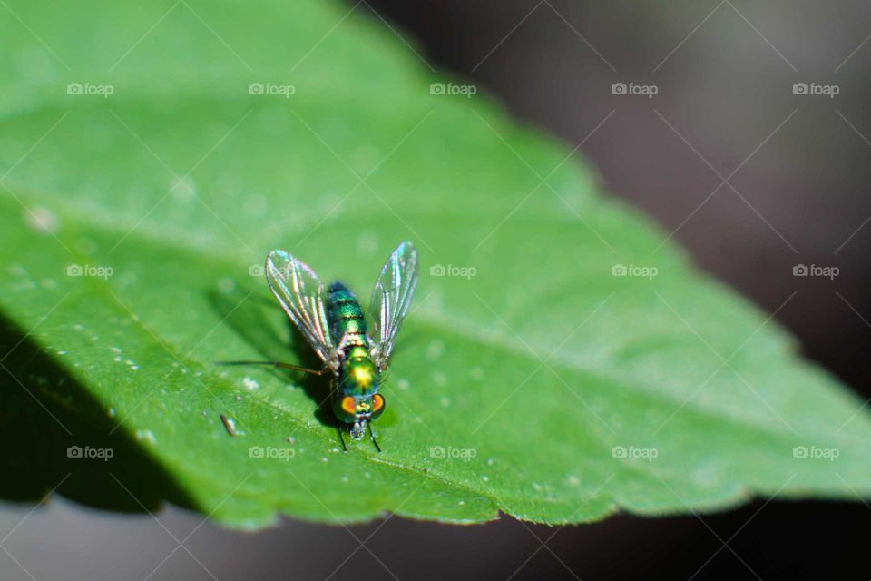 Green fly