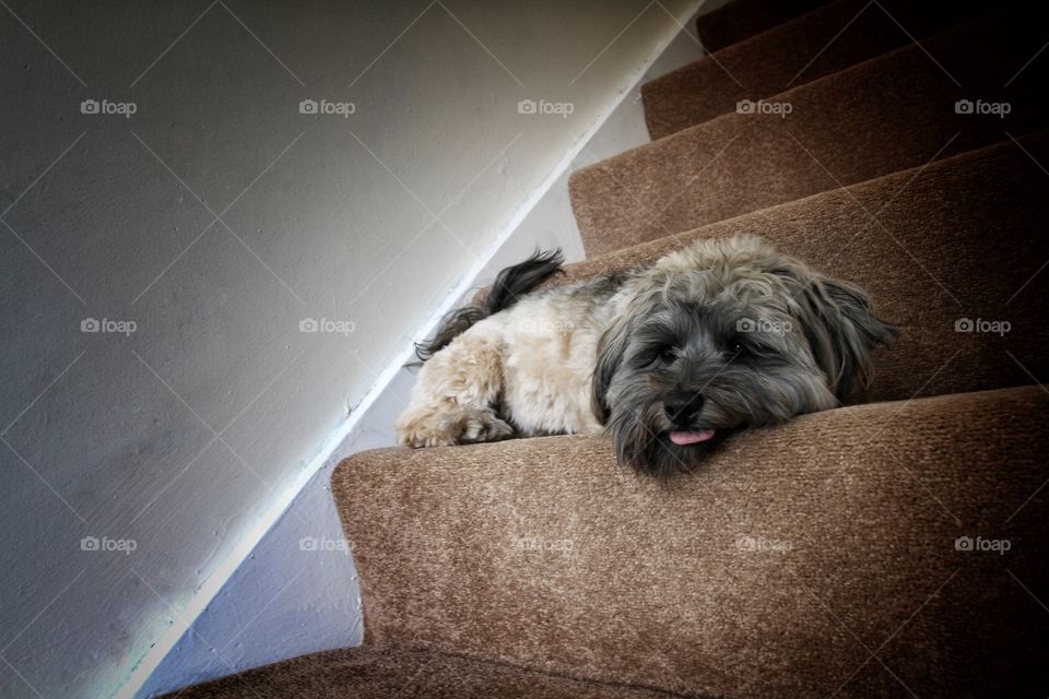 An abandoned dog looking sad on some stairs.