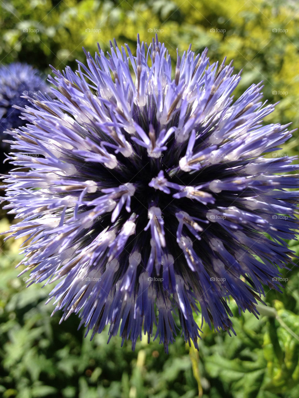 garden nature flower blue by carina71
