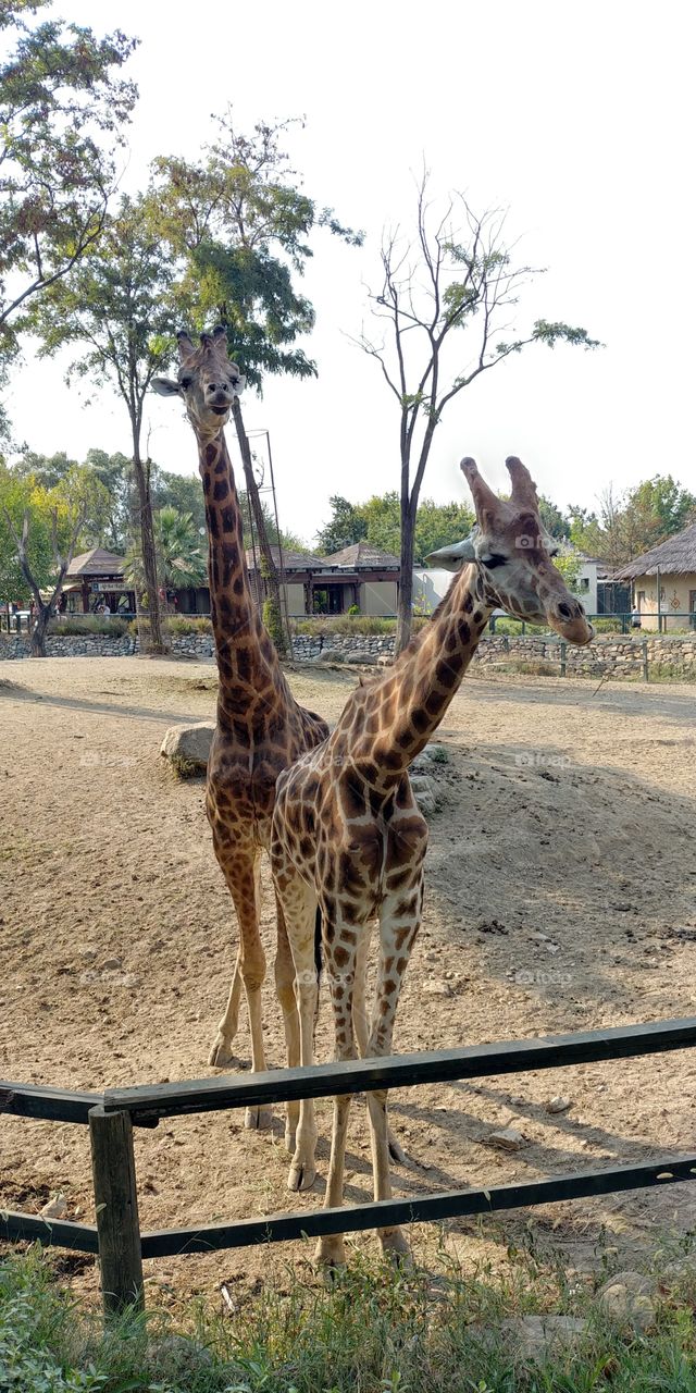 giraffe