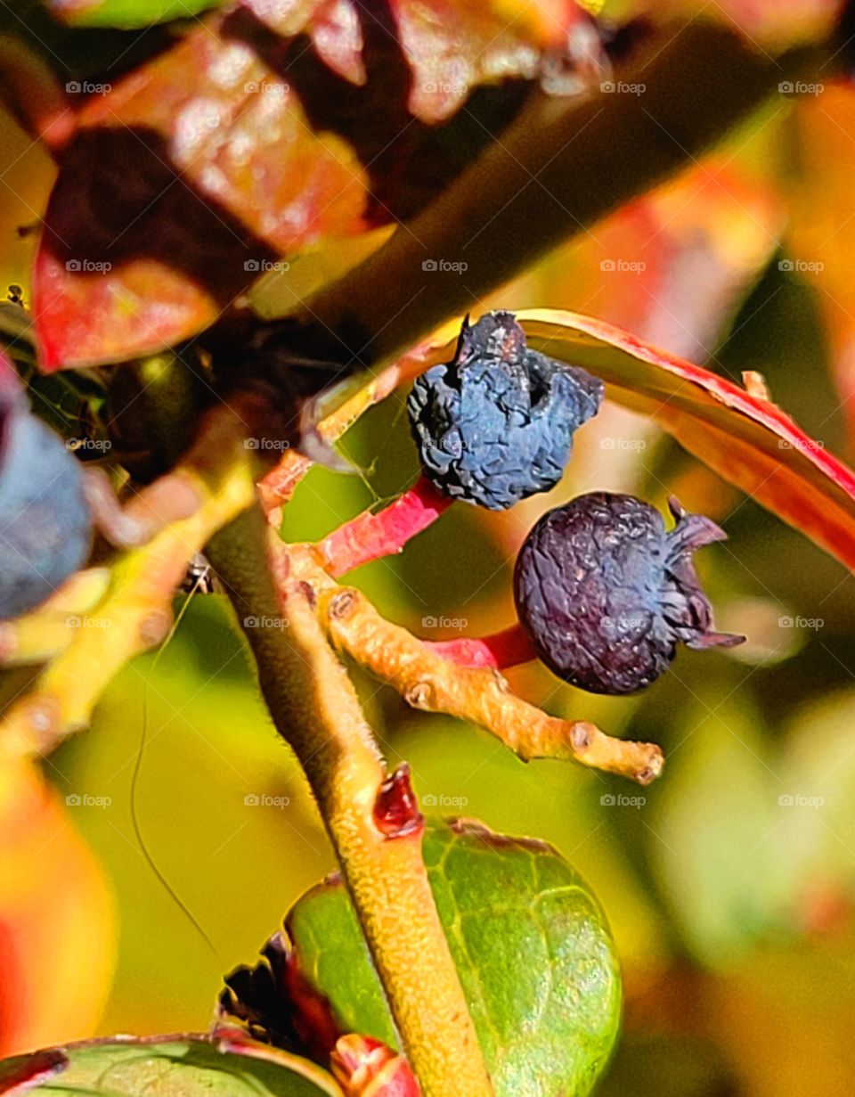 dried Blueberries.... does that make them raisins