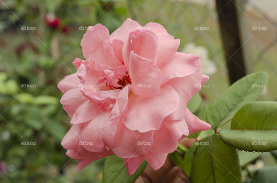 Full Open Bloom Of Pink Sweetrose