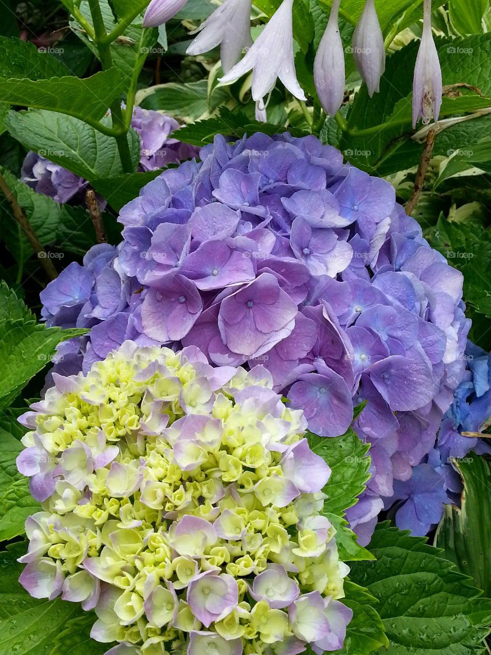 A hydrangea bush in various shades of purple brighten up a summer time garden.