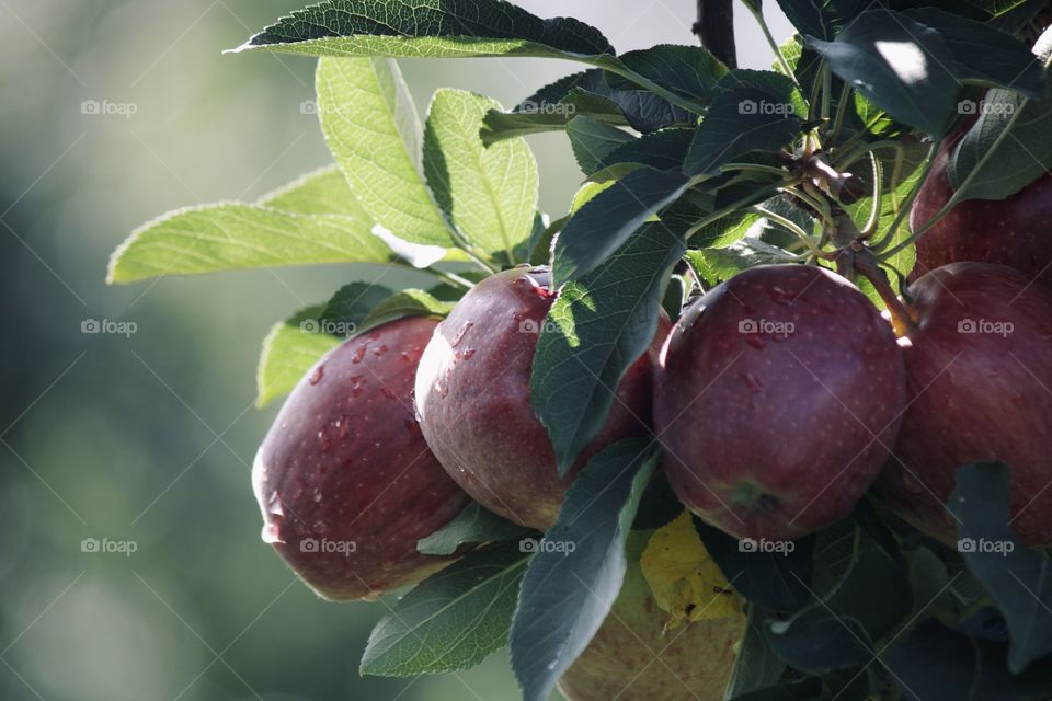 Apples on a branch