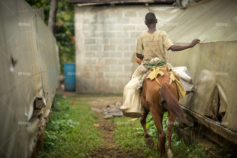 Rear view of man riding on horse delivering cocoa beans