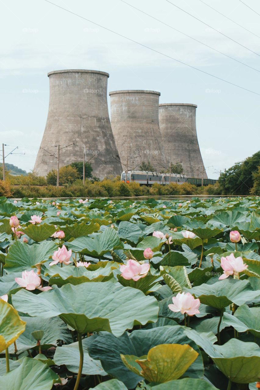 lotus lake in the city, beautiful flowers and industrial buildings