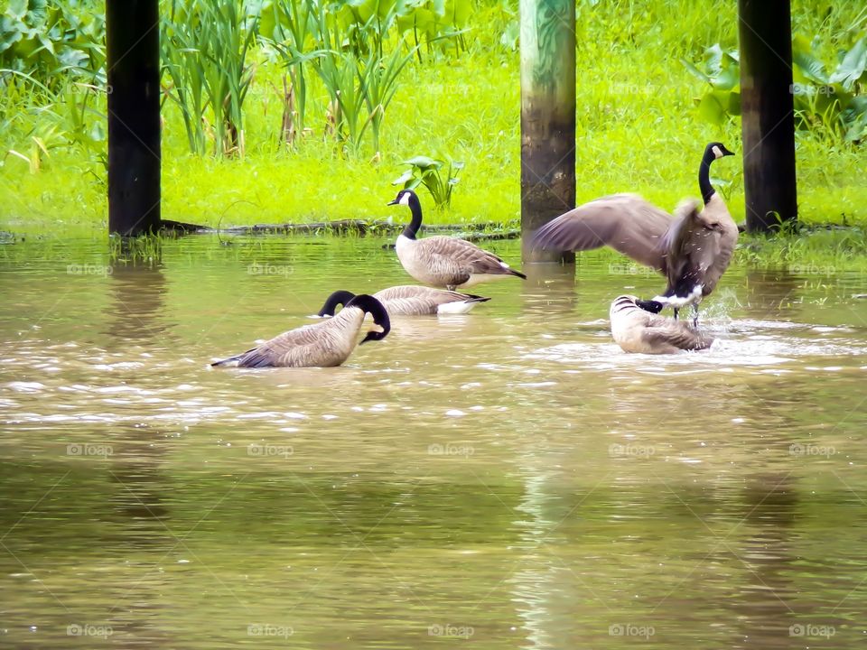 Geese bathing in pond