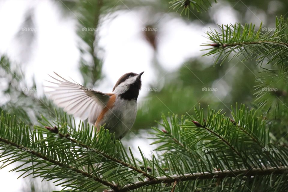 Bird with spread wings on evergreen tree