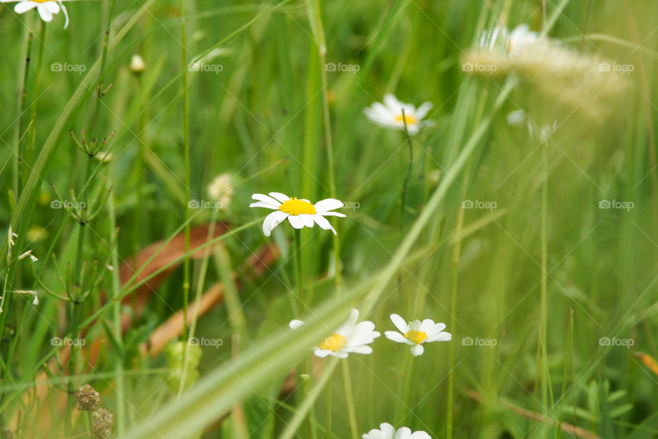 Wild daisys