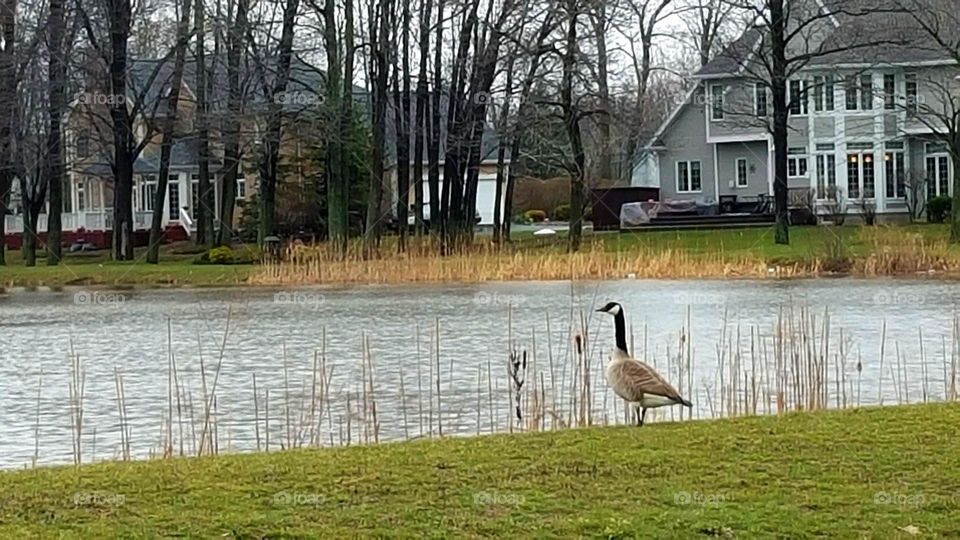 Canadian Geese