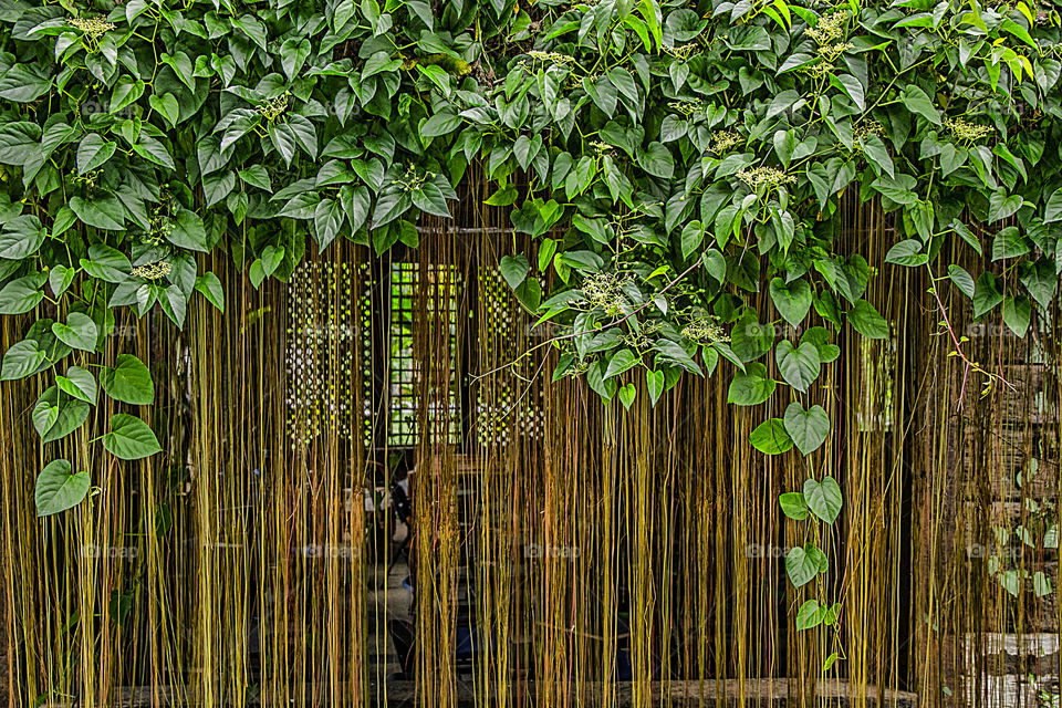 Curtain of ivy plant hanging