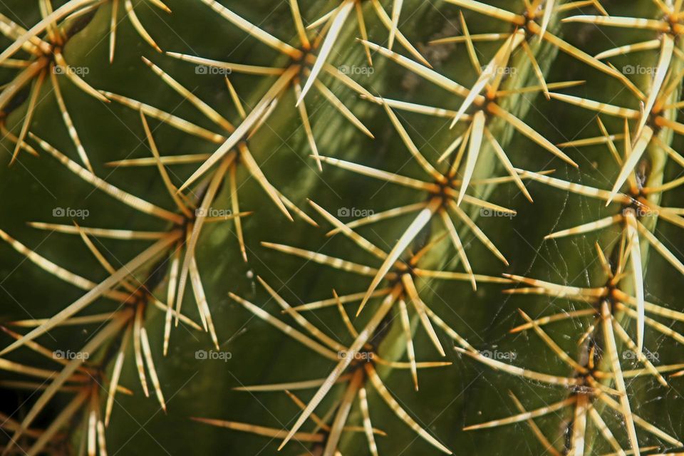 Barrel Cactus Needles in Desert