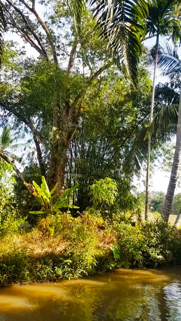 Beautiful palm tree in daylight
