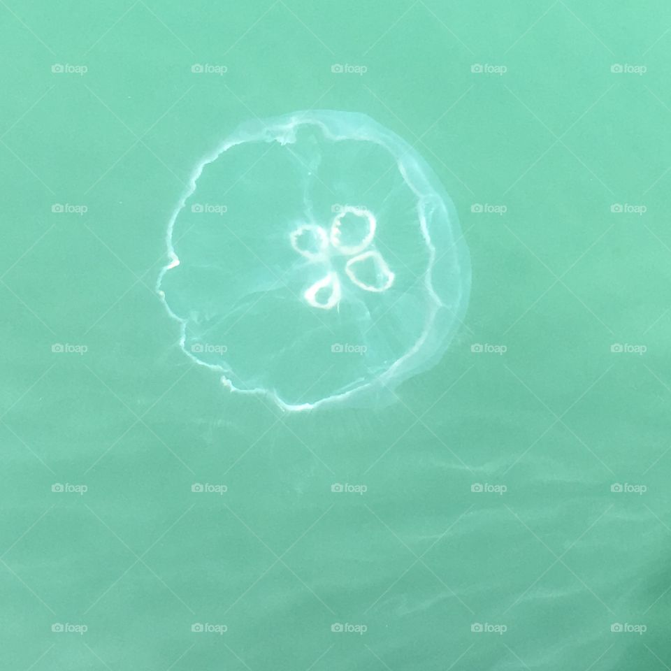 Jellyfish 