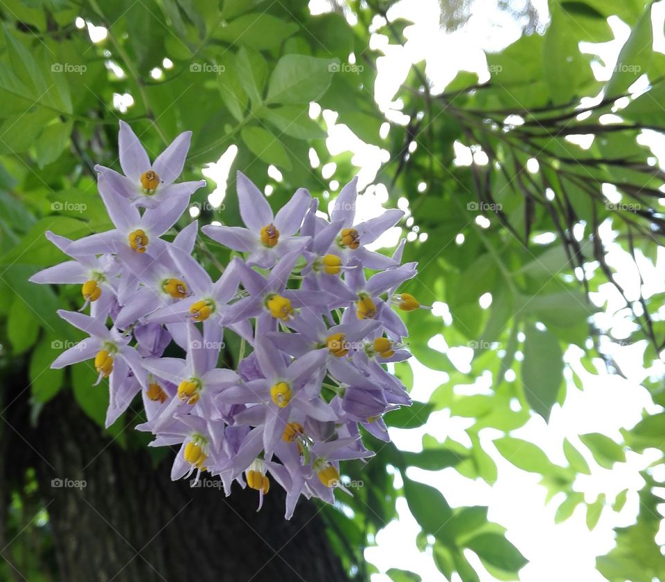 Bunch of purple flowers
