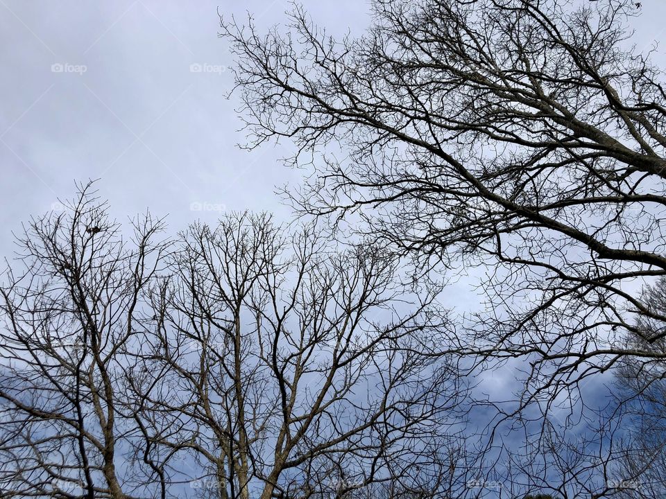 Bare branches and winter sky