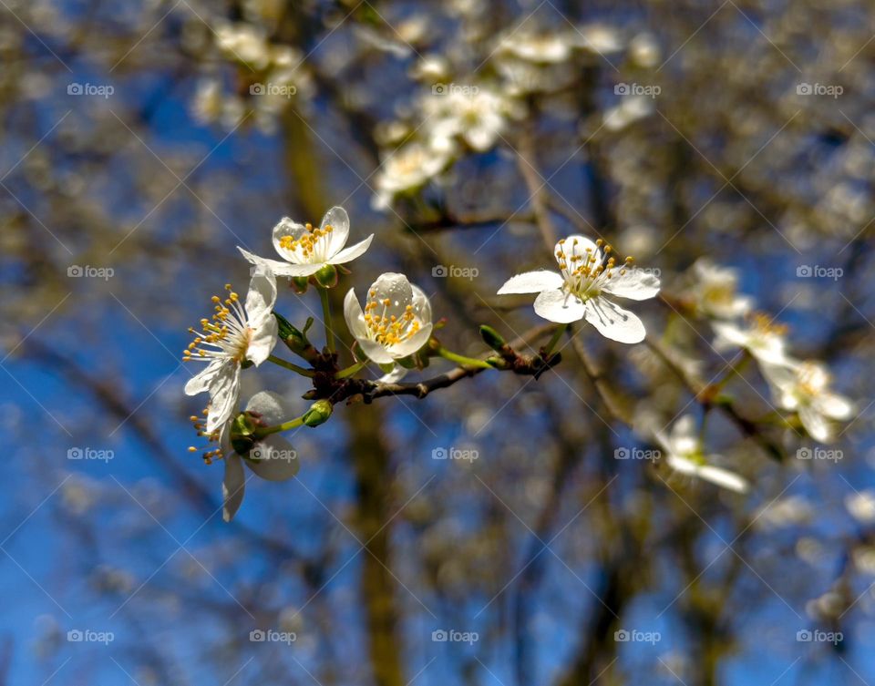 Early blossom of a tree announcing spring.