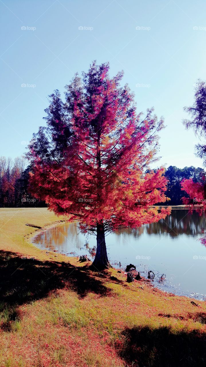 Autumn Tree