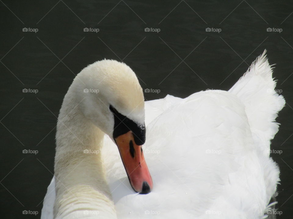 Swan looking very elegant 🦢