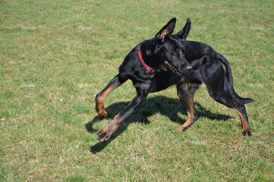 this photo taking in full action  represents my black dog running but it looks like it is falling