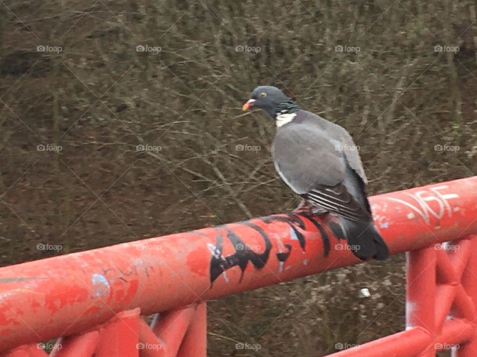A pigeon on the Bridge of Flak tower Berlin 