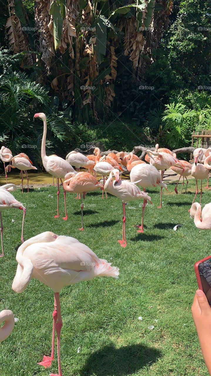 Beautiful flamingos pink peach colors at the zoo 