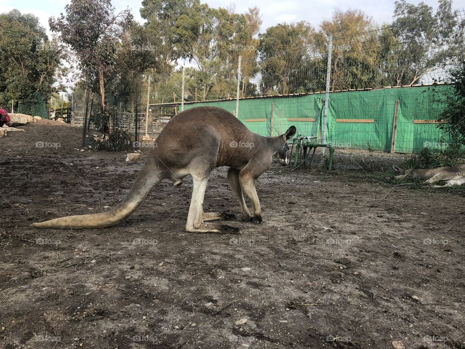 Kangaroo 