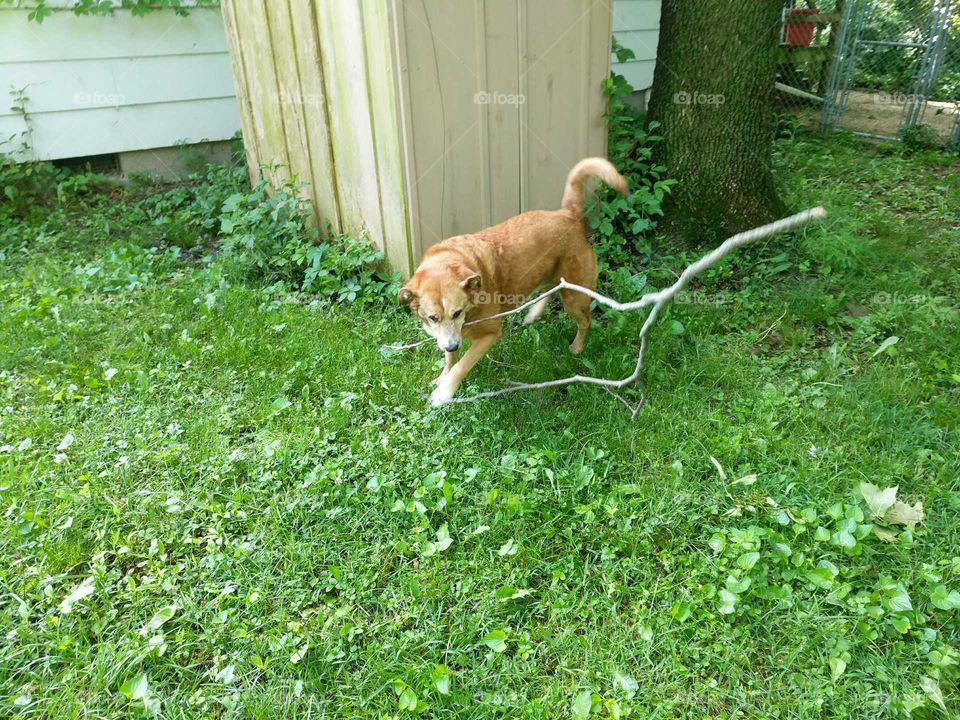 dog branch